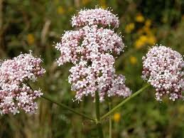 valeriana.jpg