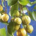 garcinia-cambogia.jpg garcinia-cambogia.jpg