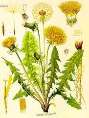 gluharche.jpg gluharche.jpg