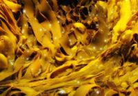 kelp_1.jpg kelp_1.jpg