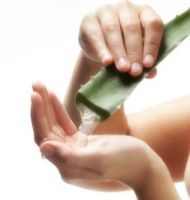 aloe_vera.jpg aloe_vera.jpg