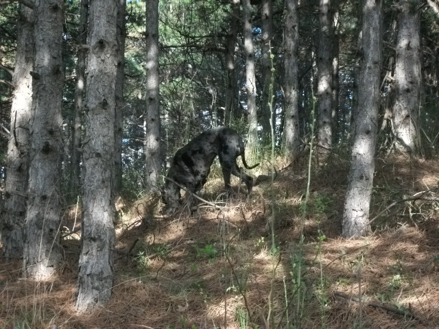 dog.jpg