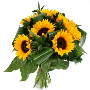 sunflowers-slunchogledi.jpg