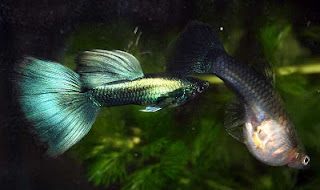 gupa_akvariumni_ribki_framar2.jpg