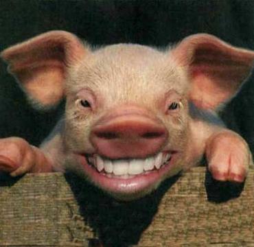 happy_pig.jpg