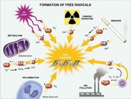 free-radicals-framar.jpeg