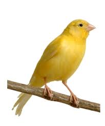 canary-framar.jpeg