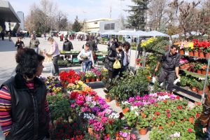 Cvetna Prolet.jpg Cvetna Prolet.jpg