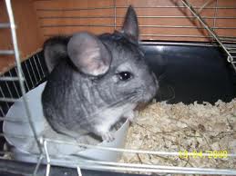 chinchila.jpg chinchila.jpg