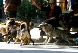 Dogs.jpeg Dogs.jpeg
