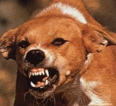 Dog.jpeg Dog.jpeg