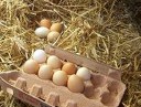 eggs.jpg eggs.jpg