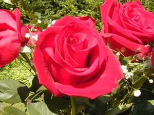 Rose_Flower.jpg Rose_Flower.jpg