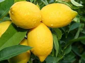 lemon.jpeg lemon.jpeg
