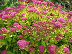 spirea.jpg