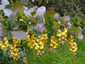 Berberis_vulgaris.jpg