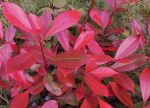 Photinia-Red-Robin.jpg