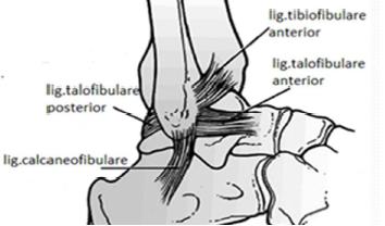 ligamenti_fibula.JPG