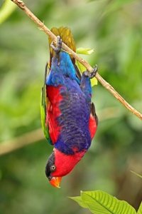 black-capped-lorylorius_lory_-_bird_park_-bic1exlf.jpg