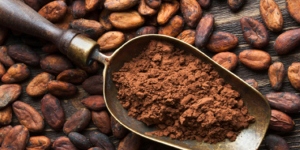 cacao1.jpg cacao1.jpg