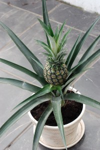 potted-pineapple.jpg