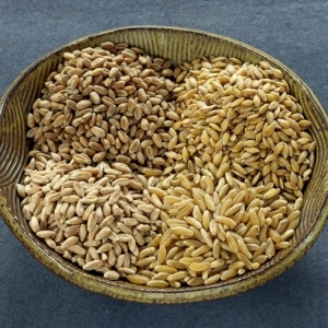 spelt.jpg spelt.jpg