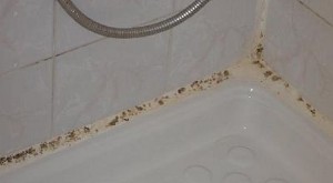 Mold-in-Bathroom_03.jpg Mold-in-Bathroom_03.jpg