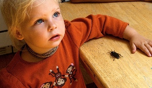 cockroach.jpg