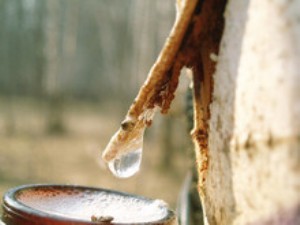 birch-juice.jpg