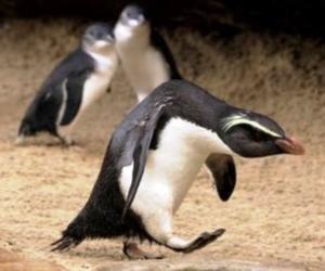 penguin-bad-day.jpg penguin-bad-day.jpg
