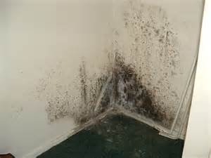Ohio-Mold-Picture.jpg Ohio-Mold-Picture.jpg