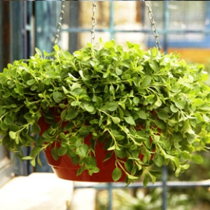 Origanum-vulgare.jpg Origanum-vulgare.jpg