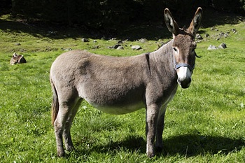 donkey.jpg