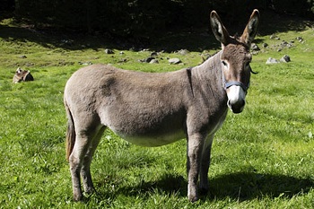 donkey.jpg donkey.jpg