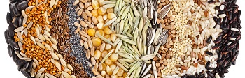 seeds.jpg seeds.jpg