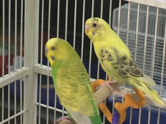 birdincage.jpg