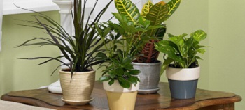 Houseplant.jpg