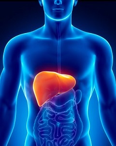 liver.jpg