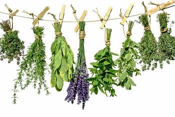 Herbs.jpg Herbs.jpg
