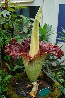 Amorphophallus.jpg