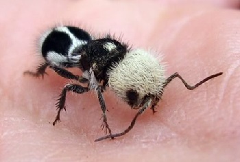 panda-an.jpg panda-an.jpg