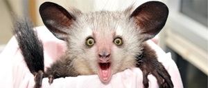 aye-aye_.jpg