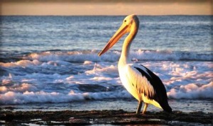 pelican-bird.jpg