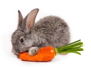 rabbit-eating-carrot.jpg