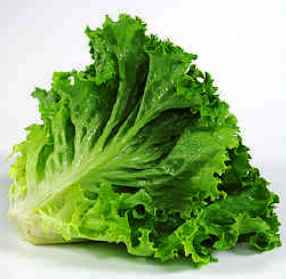 greenleaflettuce.jpg greenleaflettuce.jpg