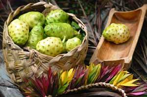 noni.jpg noni.jpg