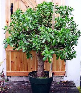 durvoto-na-jivota.jpg durvoto-na-jivota.jpg