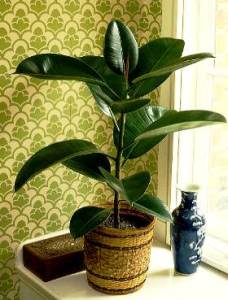 Baby-Rubber-Plant.jpg