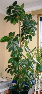 rubber-tree.jpg