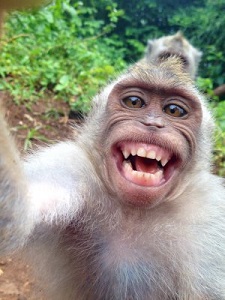 469fd29c1ce918d97f91a2c60f89fe22-monkey-steals-camera-takes-selfie.jpg